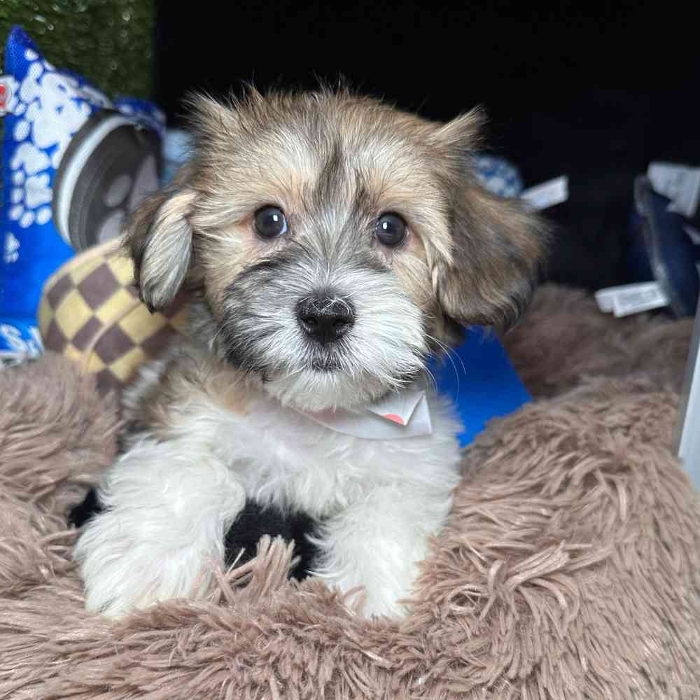 pet breed image