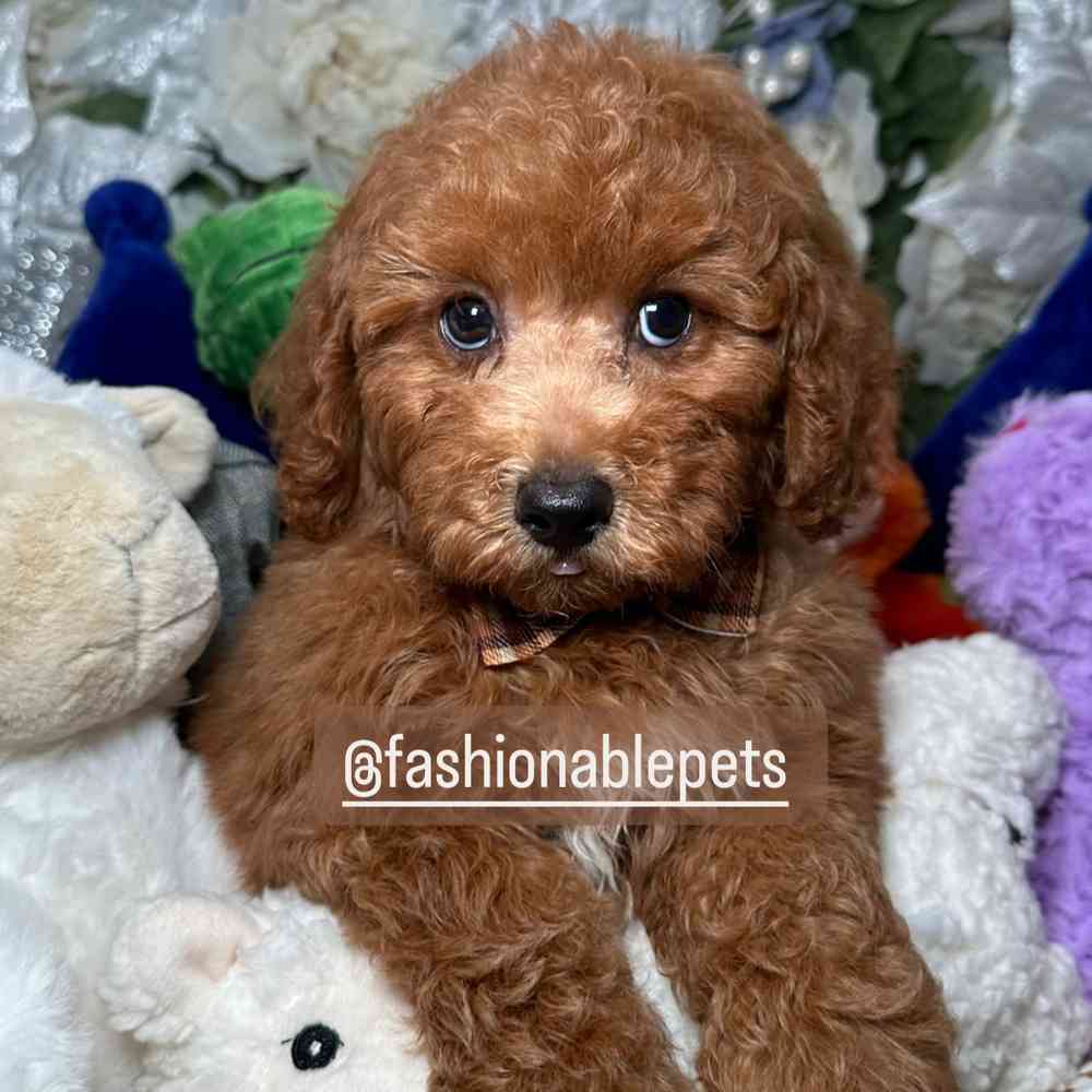 carousel pet images