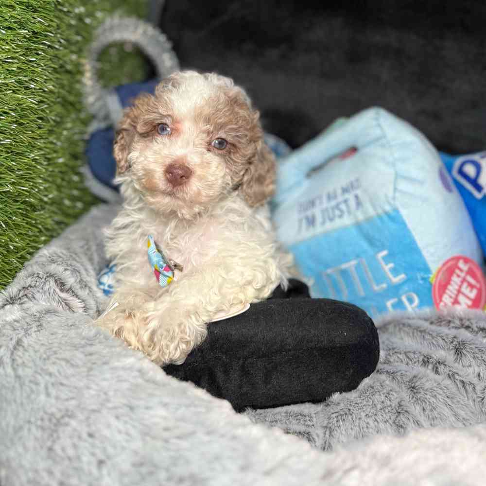 carousel pet images