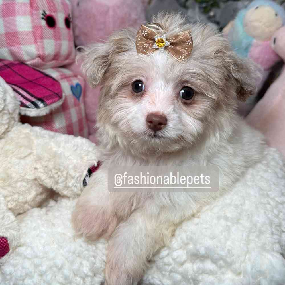 carousel pet images