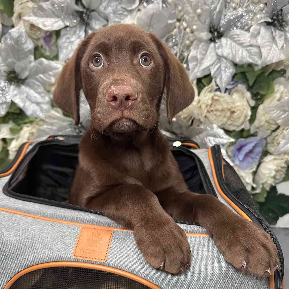 carousel pet images