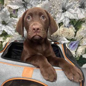 Labrador Retriever