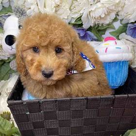 Mini Goldendoodle 2nd Gen