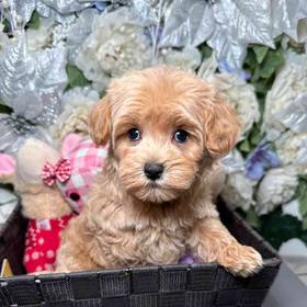 Maltipoo