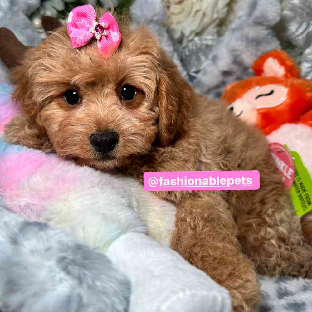 carousel pet images