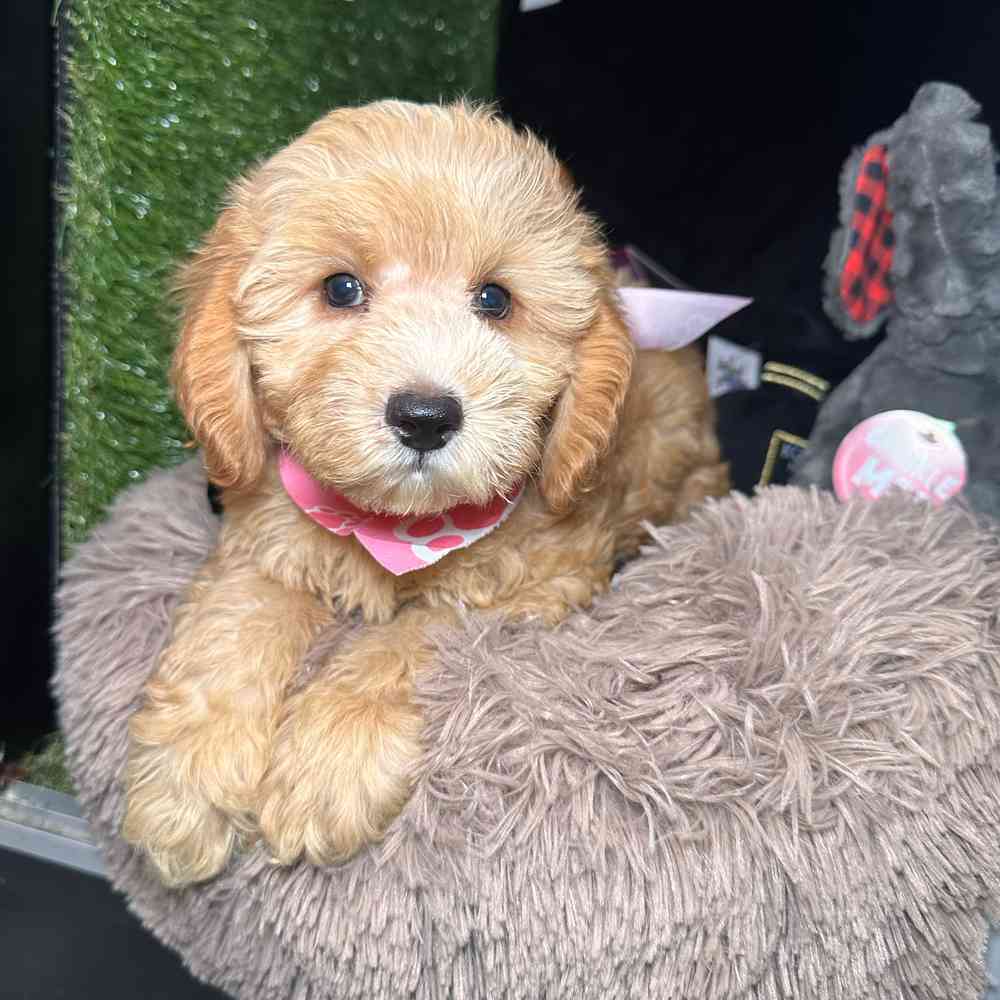 carousel pet images