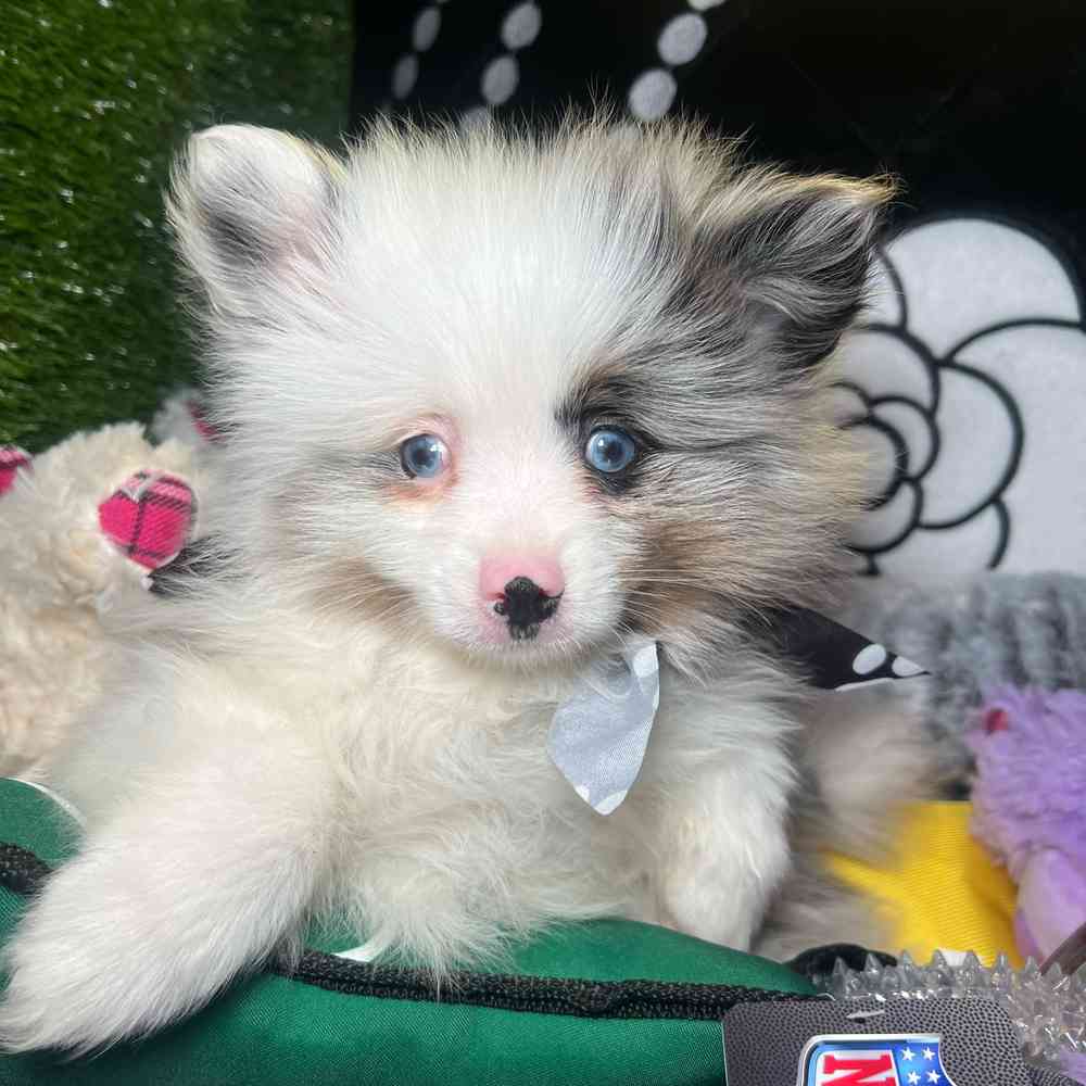 pet breed image