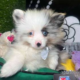 Pomeranian