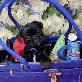 Pug
