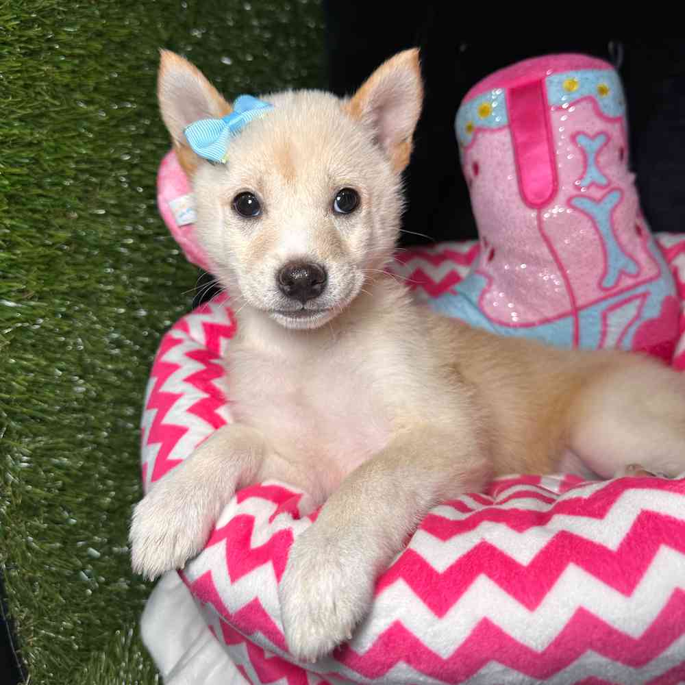 Image of a pet breed in the gallery