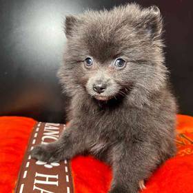 Pomeranian