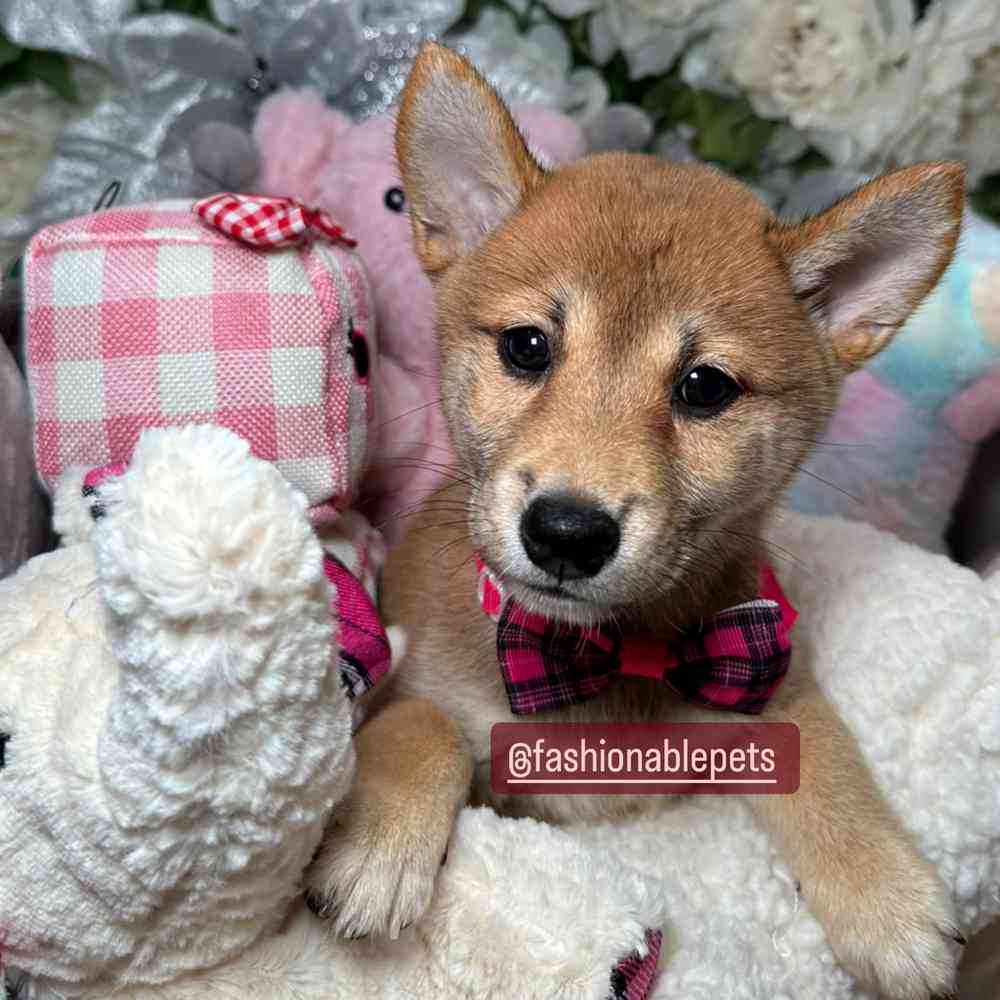 carousel pet images