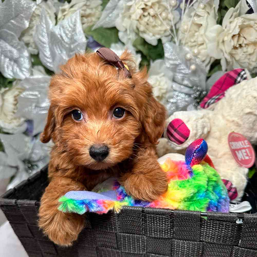 carousel pet images