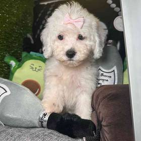 Shipoo