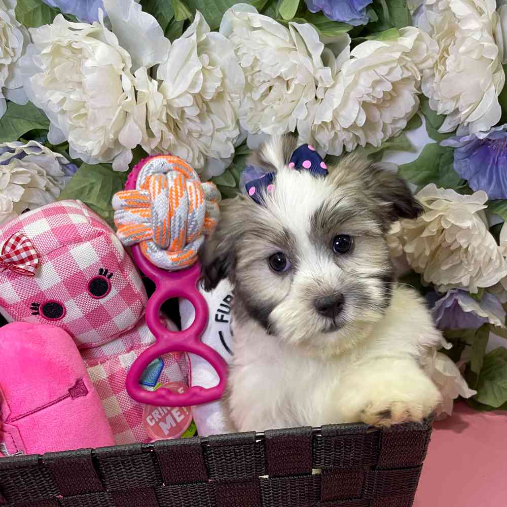 carousel pet images