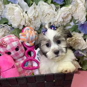 Havanese