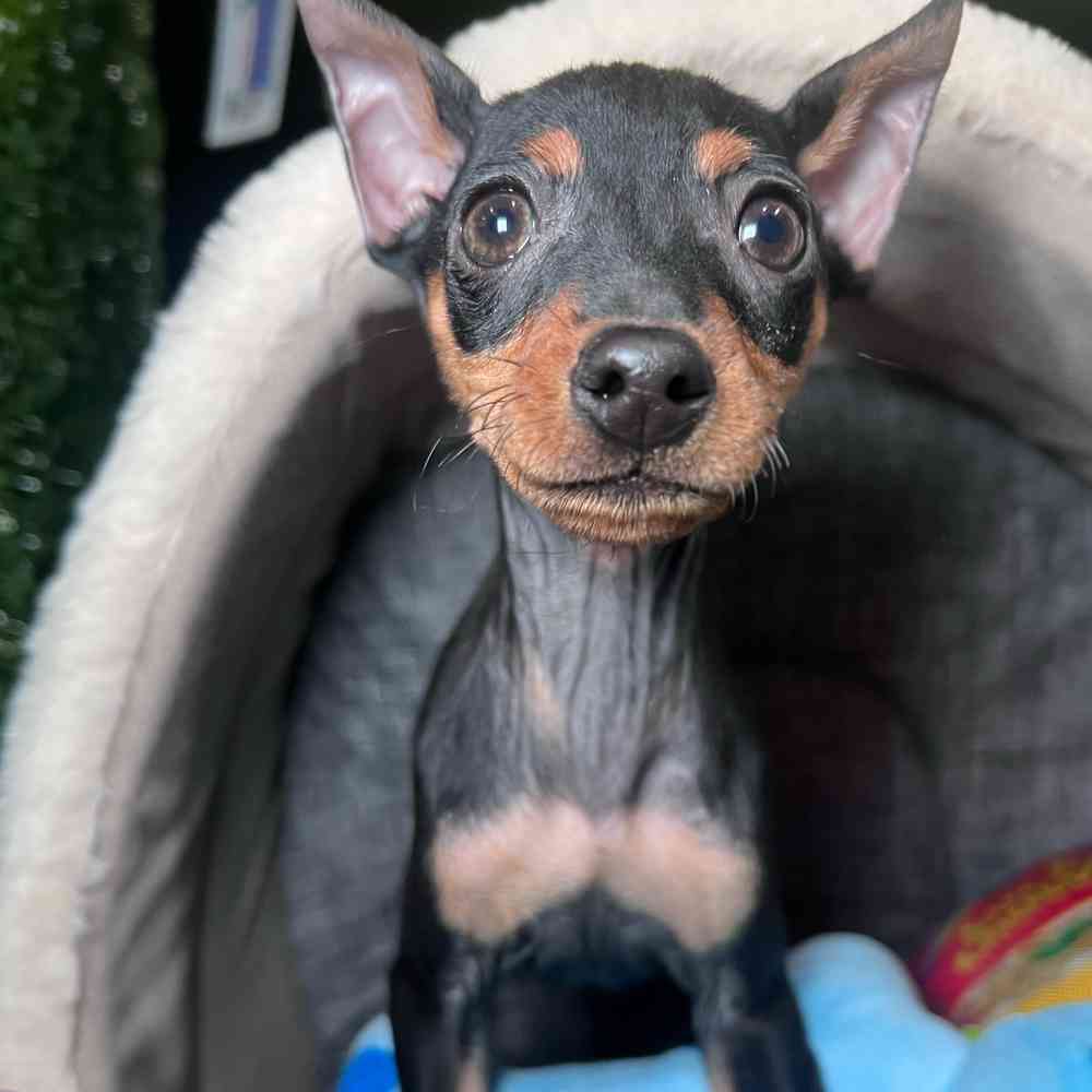 carousel pet images