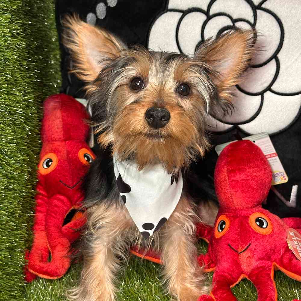 carousel pet images
