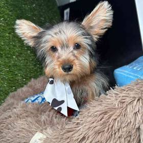 Yorkshire Terrier