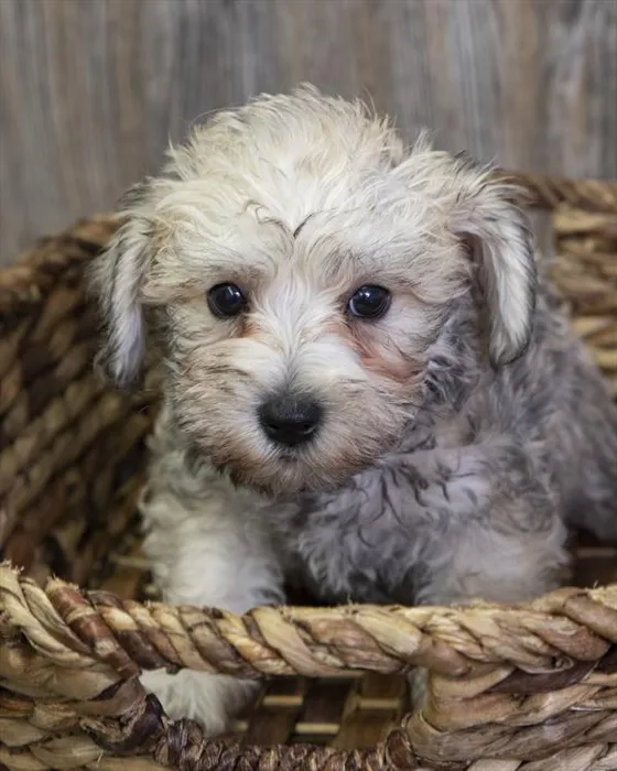 Chonzer Puppies for Sale in Paramus, NJ | Fashionable Pets - NJ