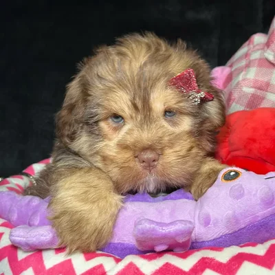 Female Mini Hippo puppy named Lumi for sale at Fashionable Pets.