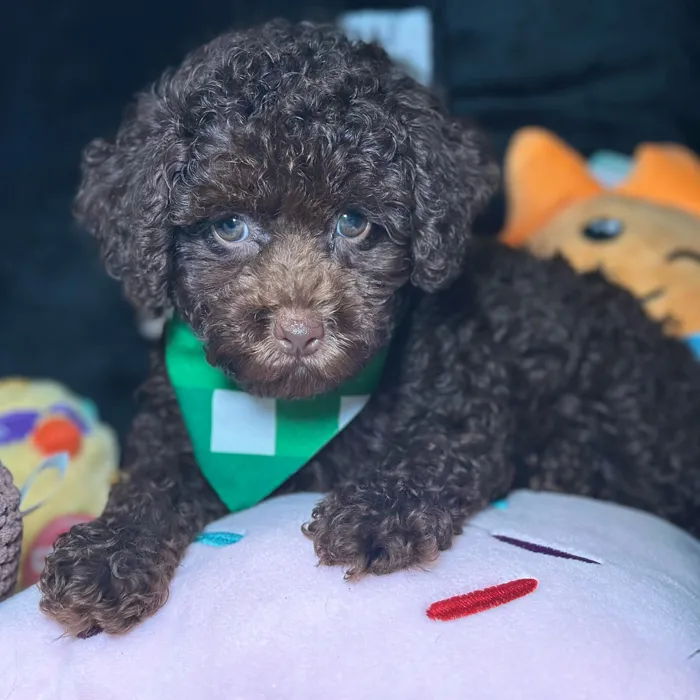 Male Poodle puppy named Hank for sale at Fashionable Pets.