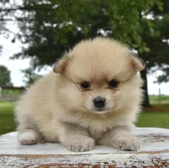 Male Pomeranian puppy named Brioche for sale at Fashionable Pets.