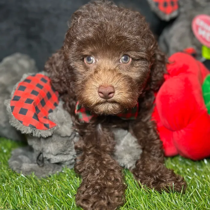 Male Poodle puppy named Spikey for sale at Fashionable Pets.