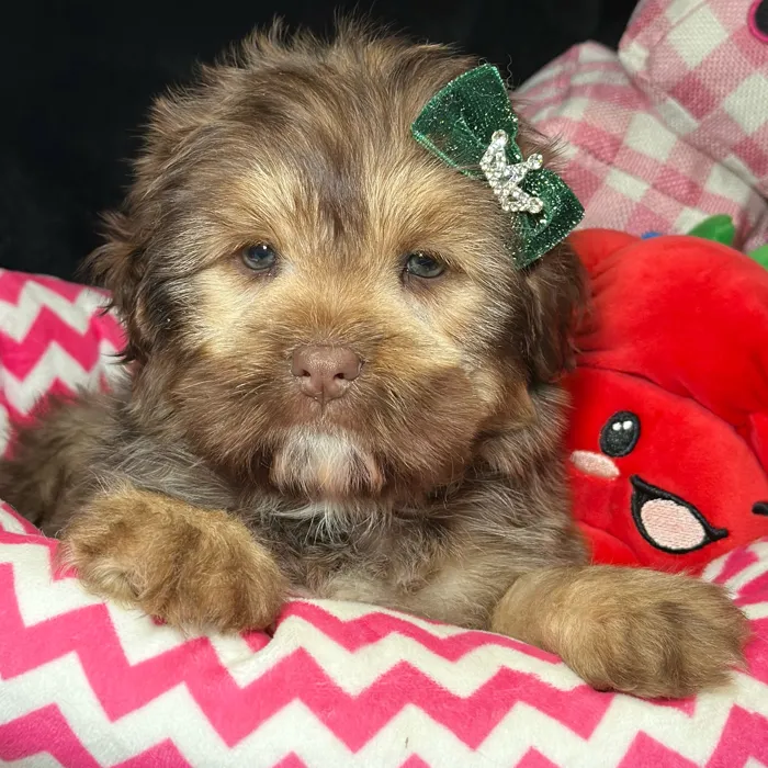 Female Mini Hippo puppy named Pearl for sale at Fashionable Pets.