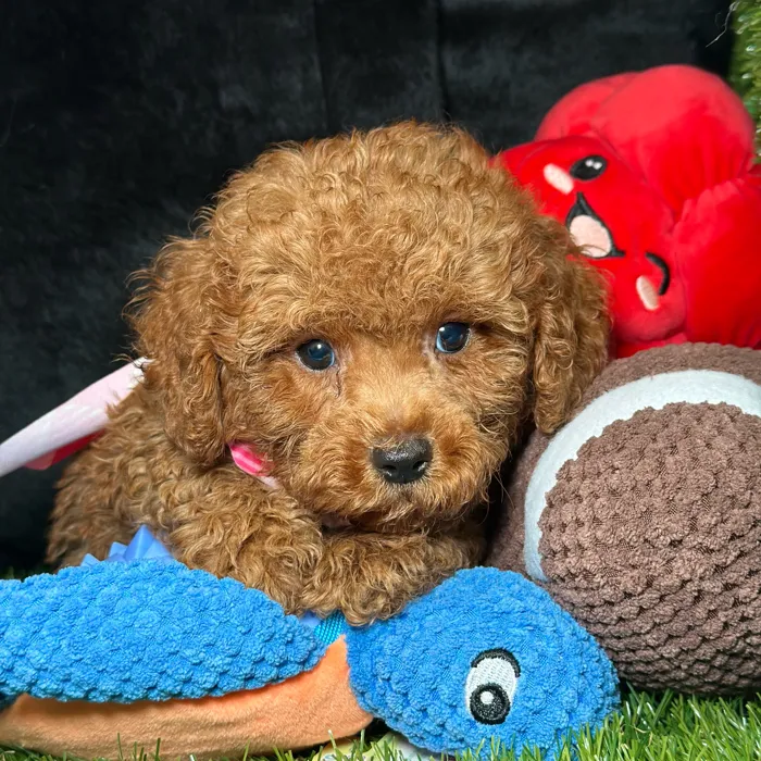 Male Cavapoo puppy named Wasabi for sale at Fashionable Pets.