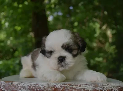 Male Shih Tzu puppy named Tug for sale at Fashionable Pets.