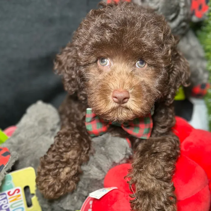 Male Poodle puppy named Spikey for sale at Fashionable Pets.