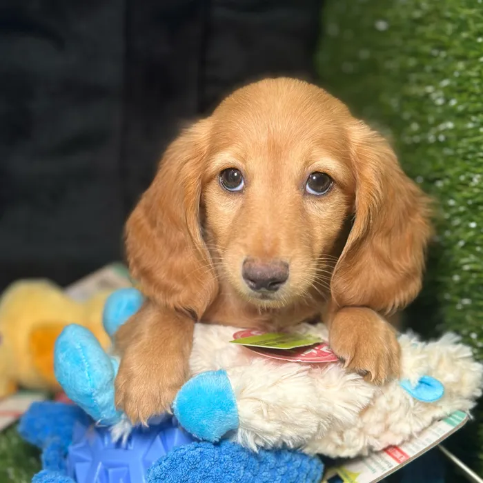 Male Dachshund puppy named Benny for sale at Fashionable Pets.