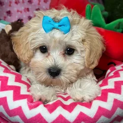 Female Maltipoo puppy named Jellybean for sale at Fashionable Pets.