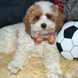 Male Poodle puppy named Gucci for sale at Fashionable Pets.