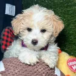 Male Maltipoo puppy named Skipper for sale at Fashionable Pets.