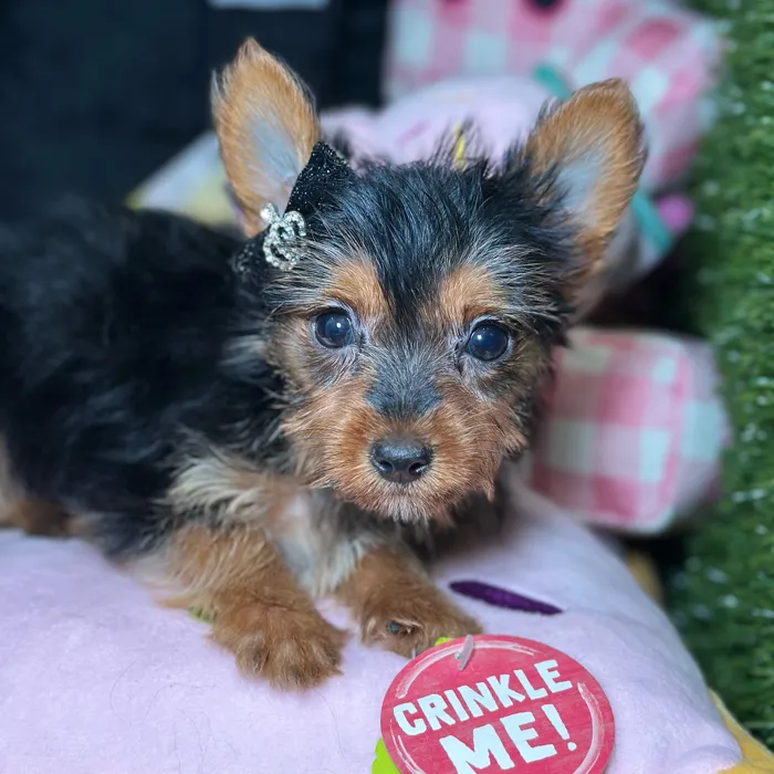 Female Yorkshire Terrier puppy named Talia for sale at Fashionable Pets.