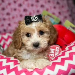 Female Cavapoo 2Nd Generation puppy named Letty for sale at Fashionable Pets.