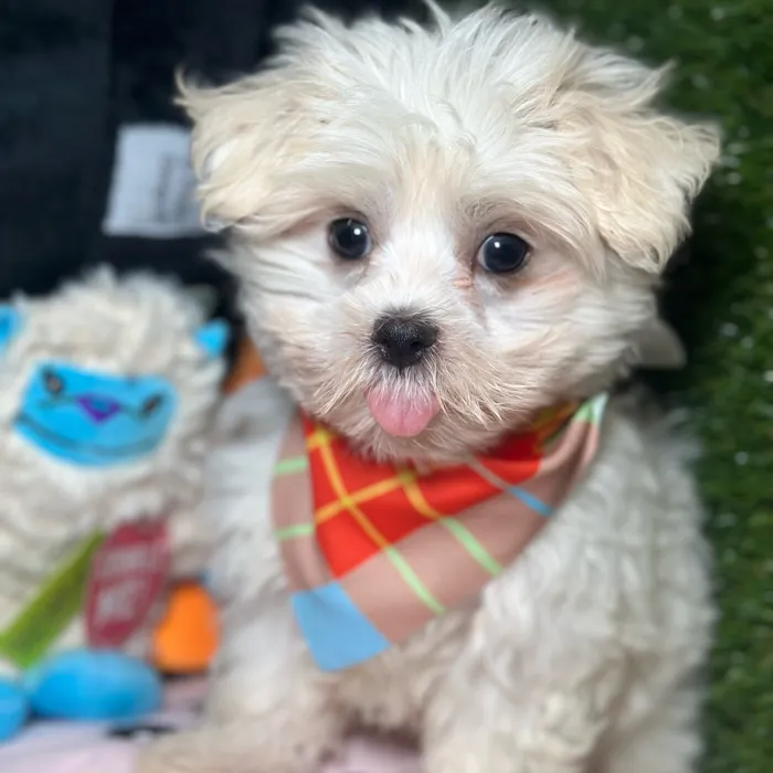 Male Maltese puppy named Dom for sale at Fashionable Pets.