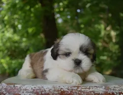 Female Shih Tzu puppy named Millie for sale at Fashionable Pets.