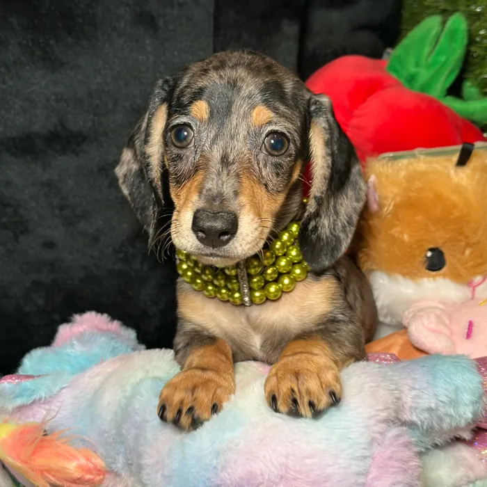 Female Dachshund puppy named Ume for sale at Fashionable Pets.