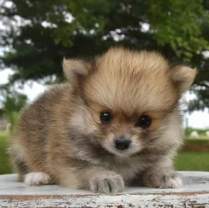 Male Pomeranian puppy named Biscuit for sale at Fashionable Pets.