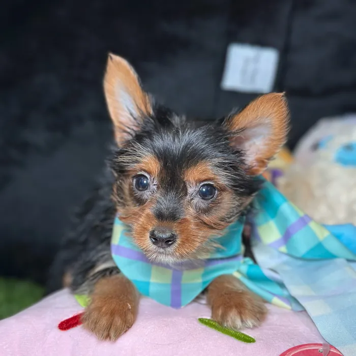 Male Yorkshire Terrier puppy named Rio for sale at Fashionable Pets.