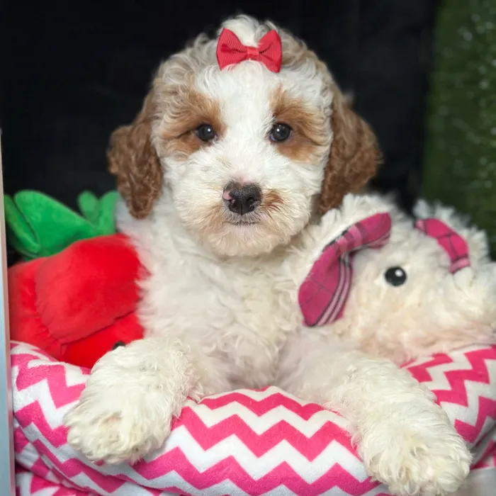 Female Mini Goldendoodle 2Nd Gen puppy named Lychee for sale at Fashionable Pets.
