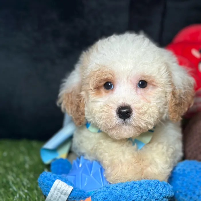 Male Cavapoo puppy named Tofu for sale at Fashionable Pets.
