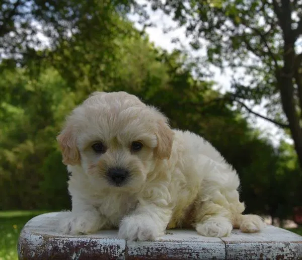 Female Maltipoo puppy named Jellybean for sale at Fashionable Pets.