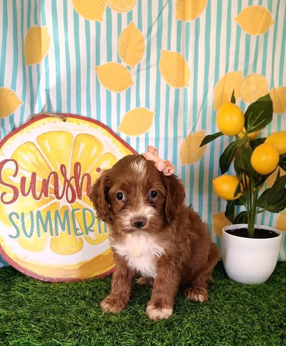 Female Cockapoo puppy named Cece for sale at Fashionable Pets.