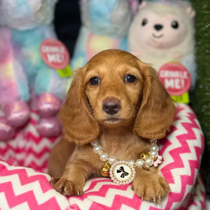 Female Dachshund puppy named Dolly for sale at Fashionable Pets.