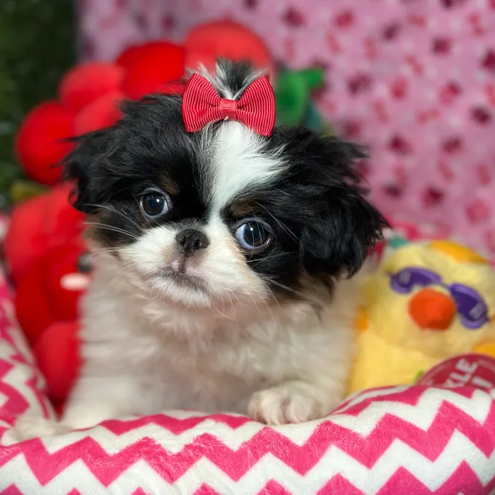 Female Japanese Chin puppy named Poppy for sale at Fashionable Pets.