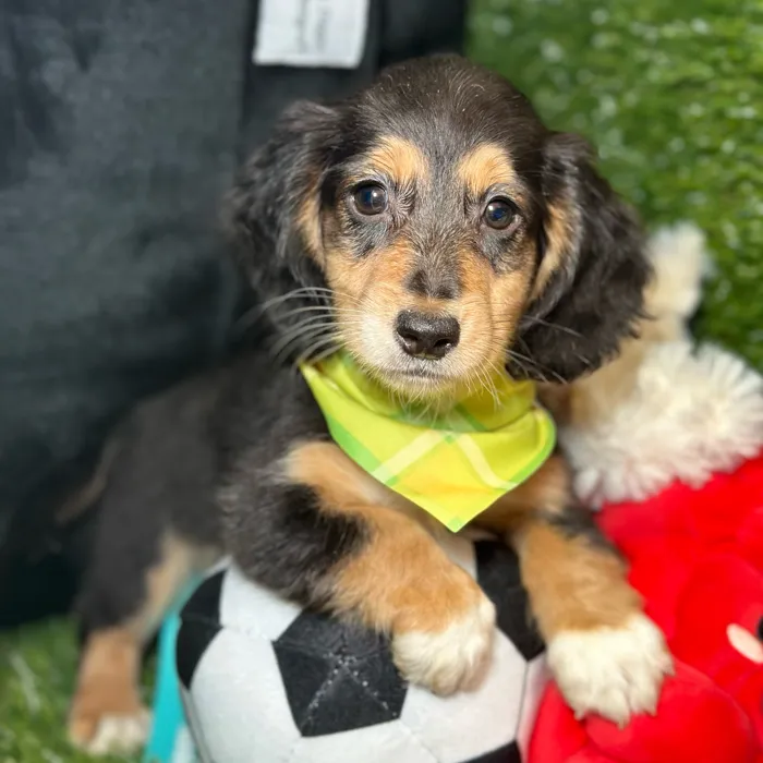 Male Dachshund puppy named Chive for sale at Fashionable Pets.